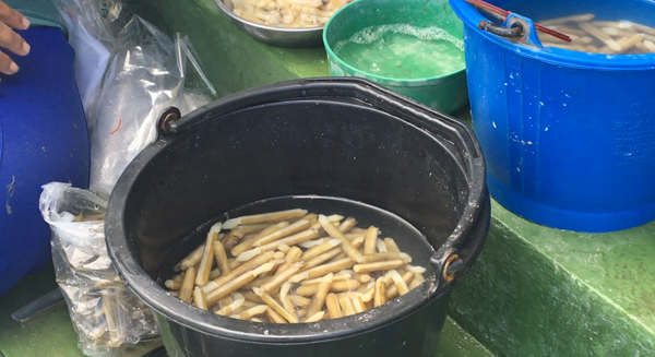 Razor clams closeup