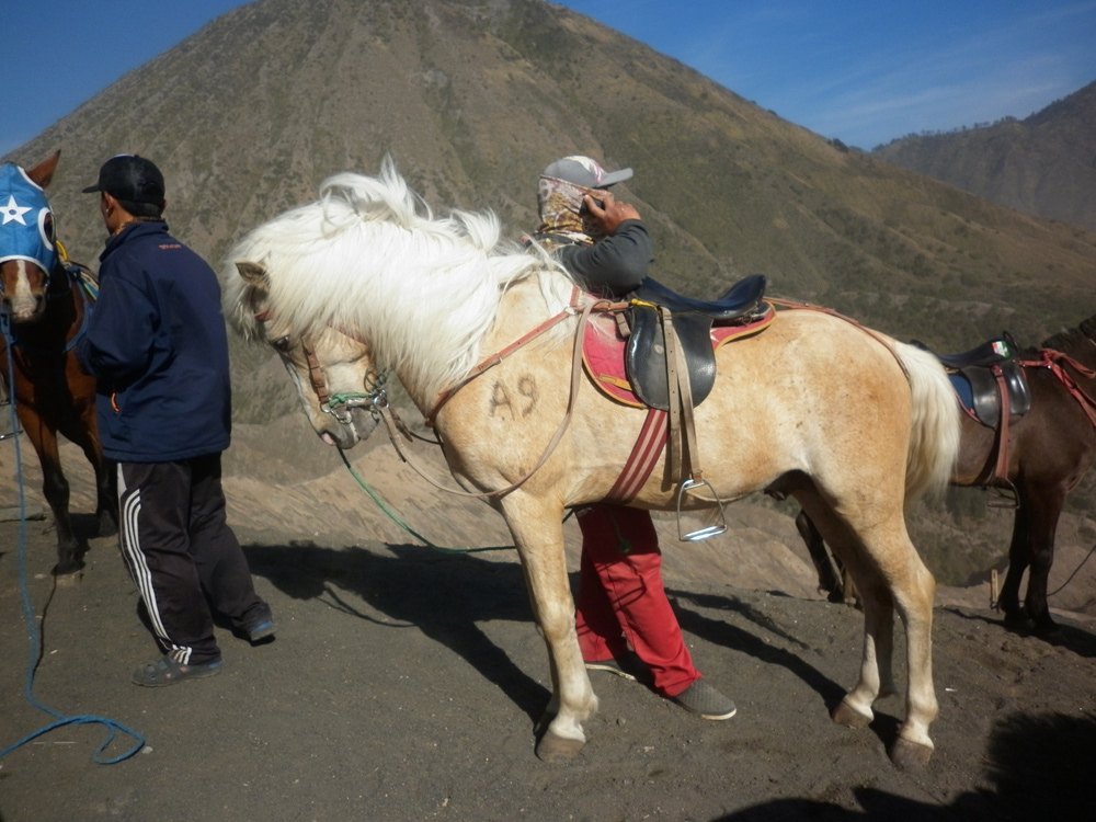 Great Example of Popular Pony as Transport across' The Sea of Sand.'