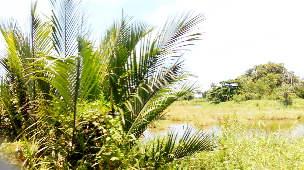 Passing swamps & palms