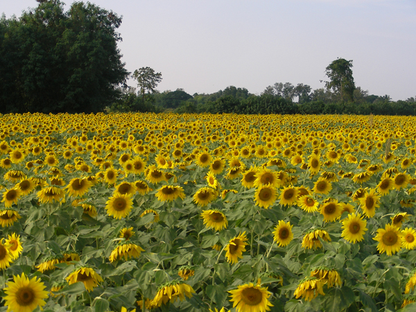 Sunflowers in bloom at Saraburi